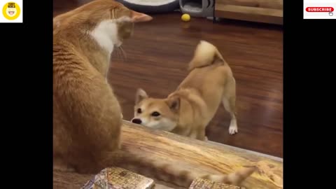 Funniest Shiba Inu Compilation - Best Funny Shiba Inu