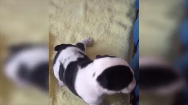 Cute baby dogos - Compilation #1