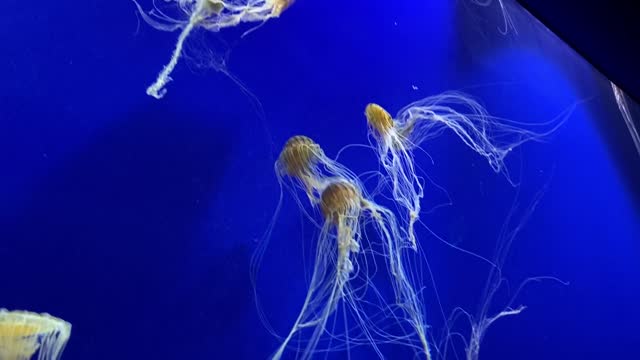 Jellyfish