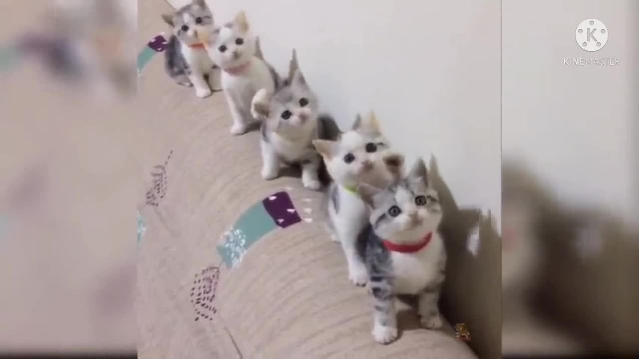 cute cats dancing the song