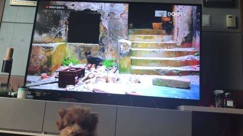 A puppy reacts to seeing a puppy on TV