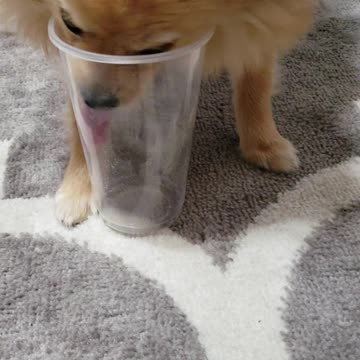 Cute Puppy Loves to Lick Cups Clean [new 2019 pet video!]