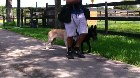 Learn to walk 2 dogs at the same time in a few steps