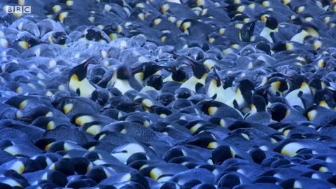 Emperor Penguin Mourns the Death of Chick | BBC Earth