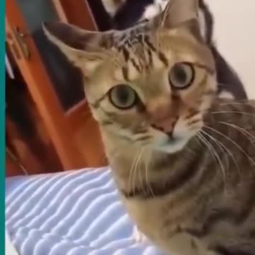 Dog and Cat funny video