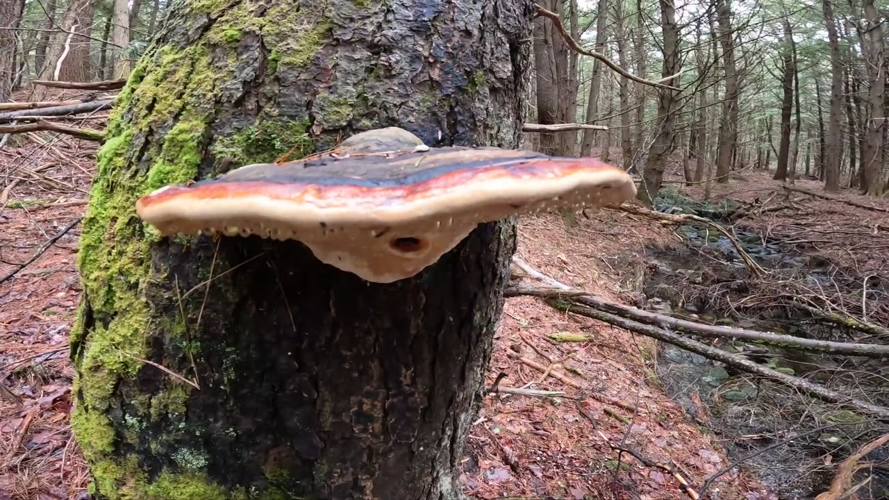 Mushroom