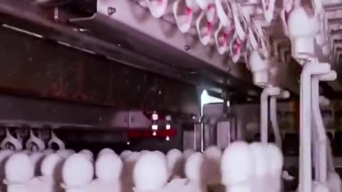 EGG FACTORY THAT PRODUCE THOUSANDS OF EGGS