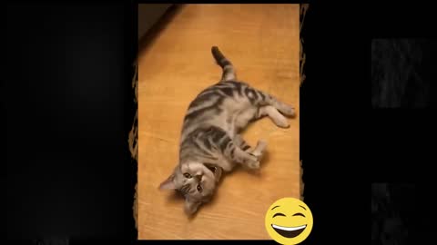 Super amusing cat