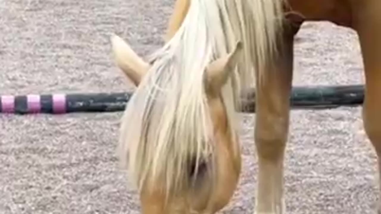 Funny animal