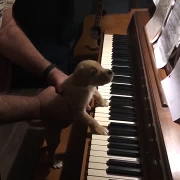 Puppy plays piano