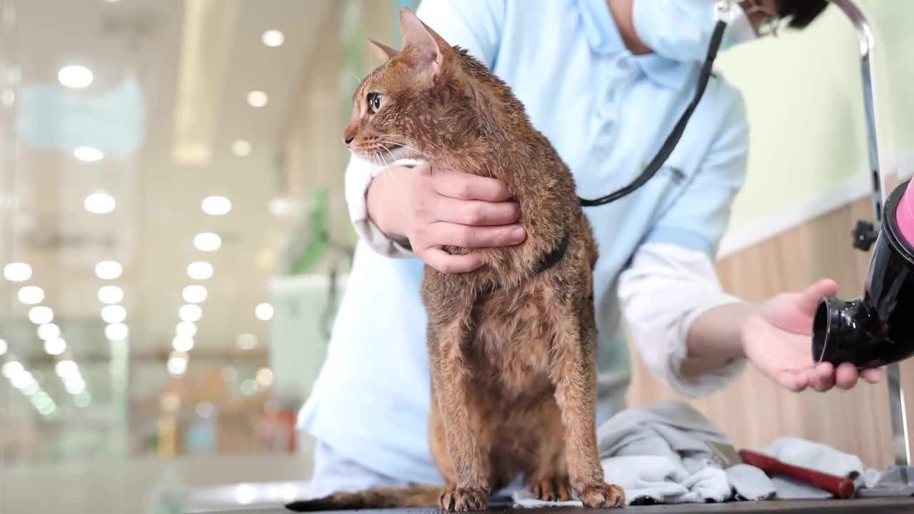 Bathing the cat