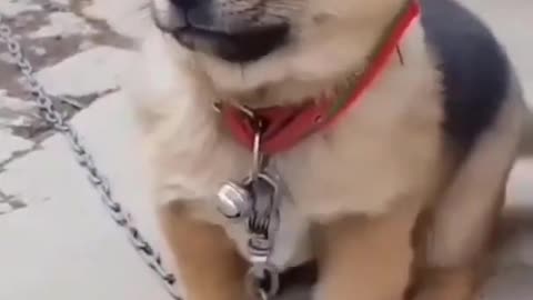 Very Cute Baby Dog