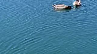 Mallards 🦆 🦆 enjoying the ☀️