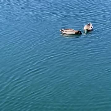 Mallards 🦆 🦆 enjoying the ☀️