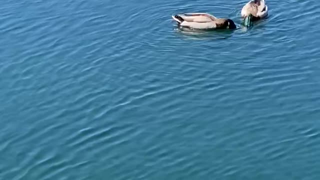 Mallards 🦆 🦆 enjoying the ☀️