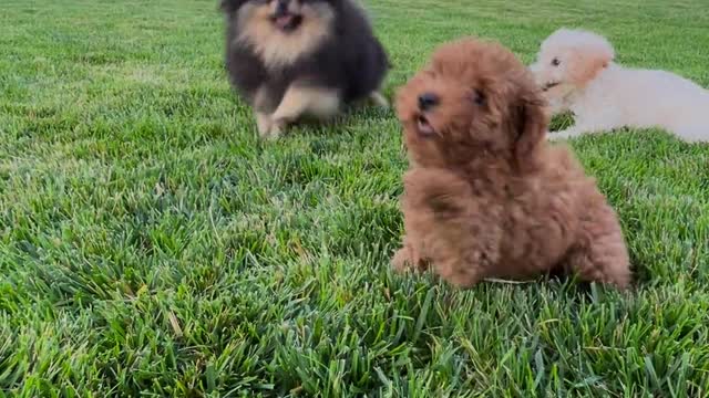 Person Playing with Dogs