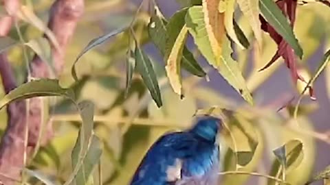 Wildlife's & Funs