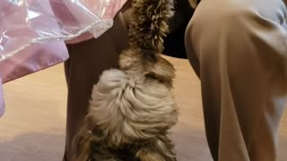 Dusty playing footsie with Papa