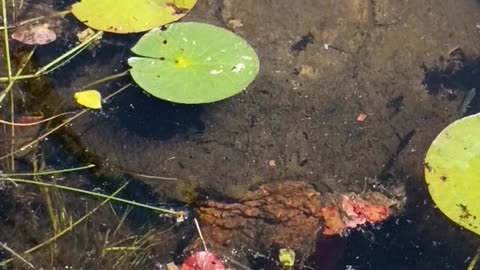 Snapping Turtle