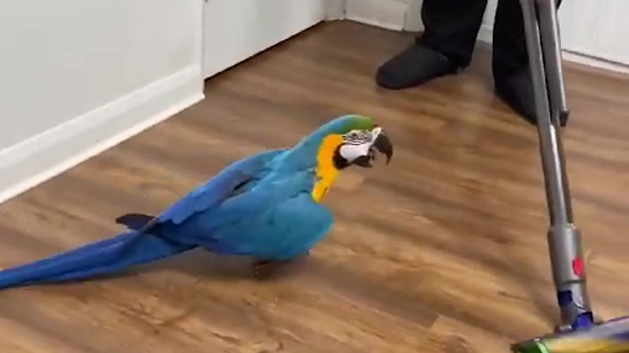 Why People Loves Macaw Parrot So Much