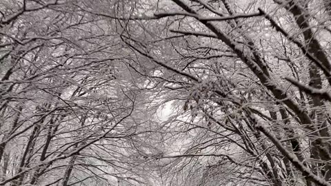 Nature Videos / Ice in the would white would/ roadway beautiful would travelling