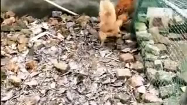 Chicken VS Dog👌