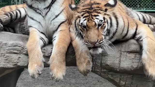 The tiger