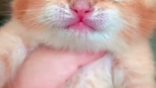 Cat Videos|Animal Videos|Animal Song|Animal Dance|Animal Sound| Animal Funny V ideos|#Shorts