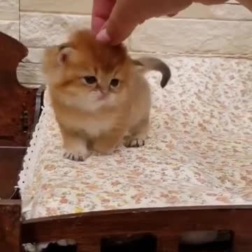 I love you, Little Kitty