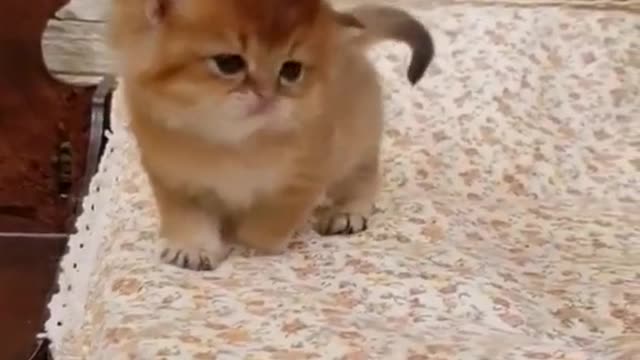 I love you, Little Kitty