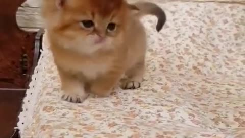 I love you, Little Kitty