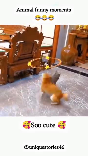 Funny moments with cat and dog #34