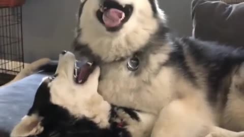 Funny dogs,lol...