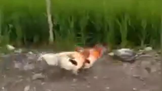 Funny Chicken Videos