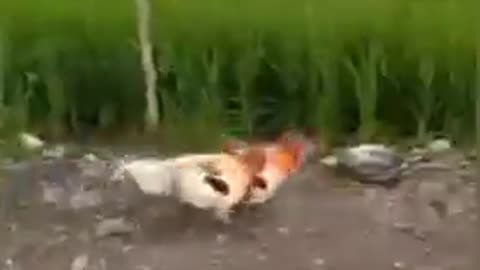 Funny Chicken Videos
