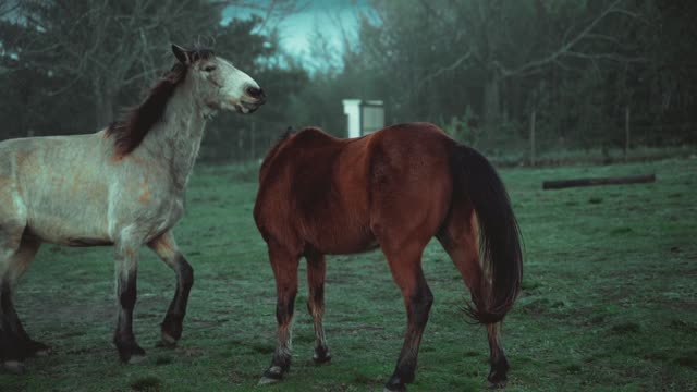 cutest horses