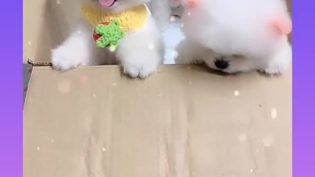 Cut e Baby's dogs compilation sort video