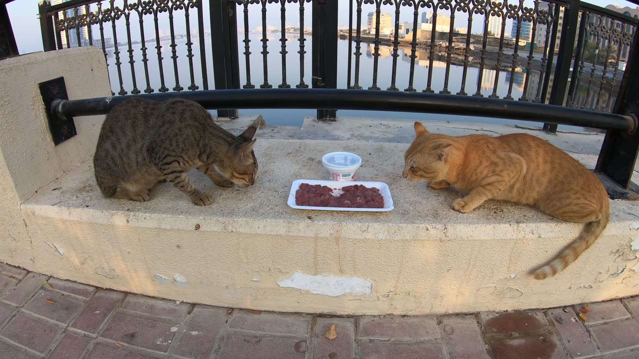 MICHAEL JACKSON & ED SHEERAN - Homeless cats in Ras Al Khaimah, UAE #cat #EdSheeran #MichaelJackson