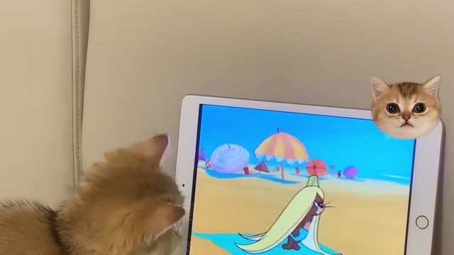 It's a serious cat watching Tom and Jerry...