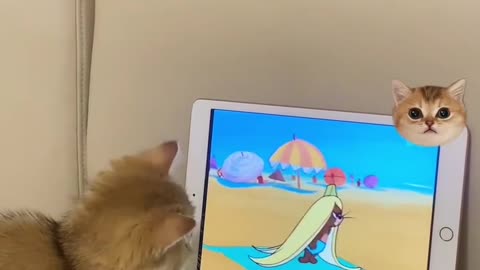 It's a serious cat watching Tom and Jerry...