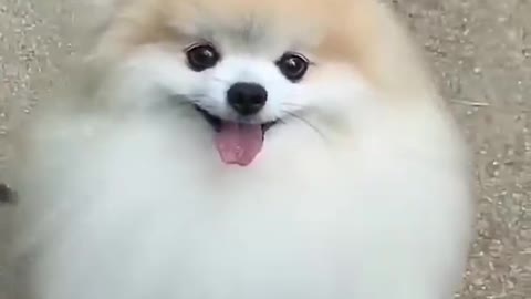 Beautiful cute cat viral video in the world