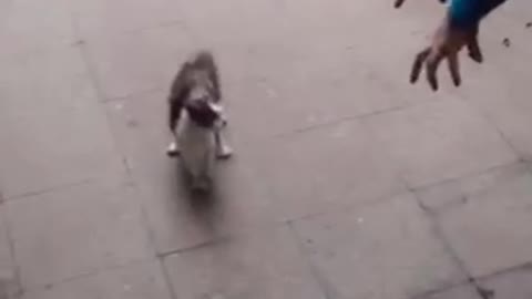 Cat walking sideways