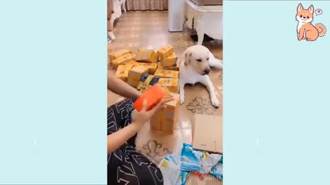 cute and funny puppies try not to laugh