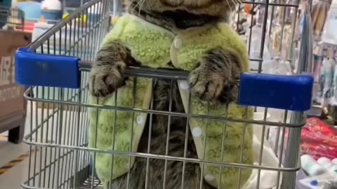 That's how cats do shopping🤣😂🤪