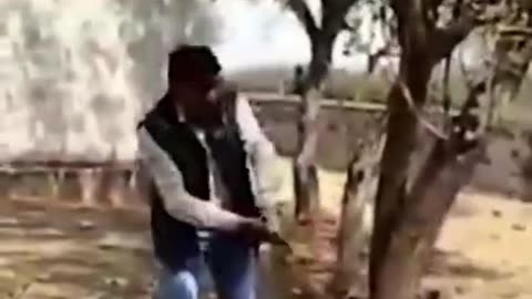 Dog Trying to Save Tree From Being Cut #shorts #viral #shortsvideo #video