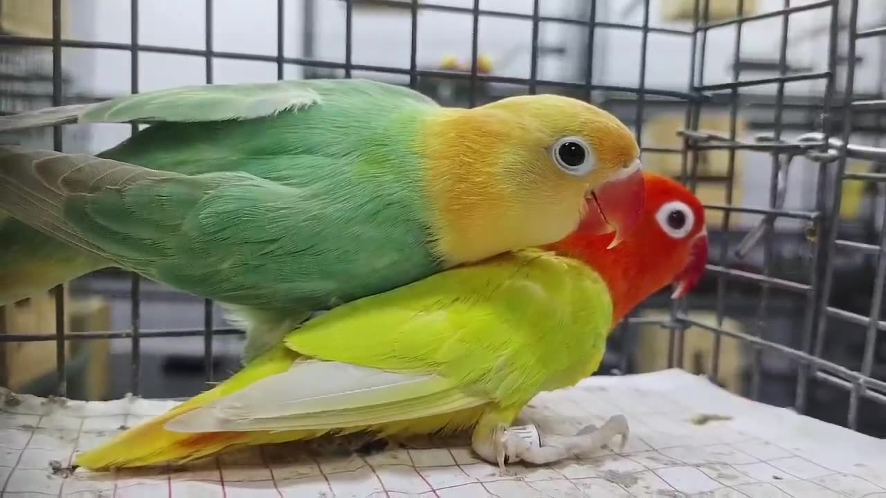 Lovebirds