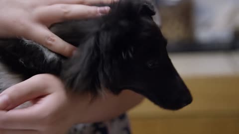 close up of nurse at veterinary clinic petting a young sheltie dog