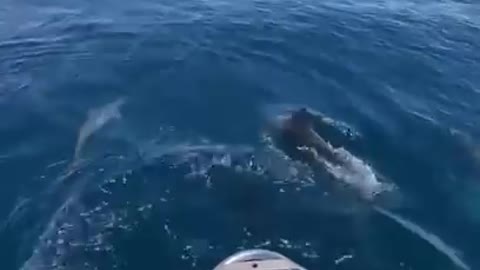 this is the most intelligent and friendly fish with humans