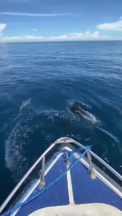 this is the most intelligent and friendly fish with humans