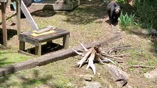 Bear Cubs Burn Some Energy on Playset